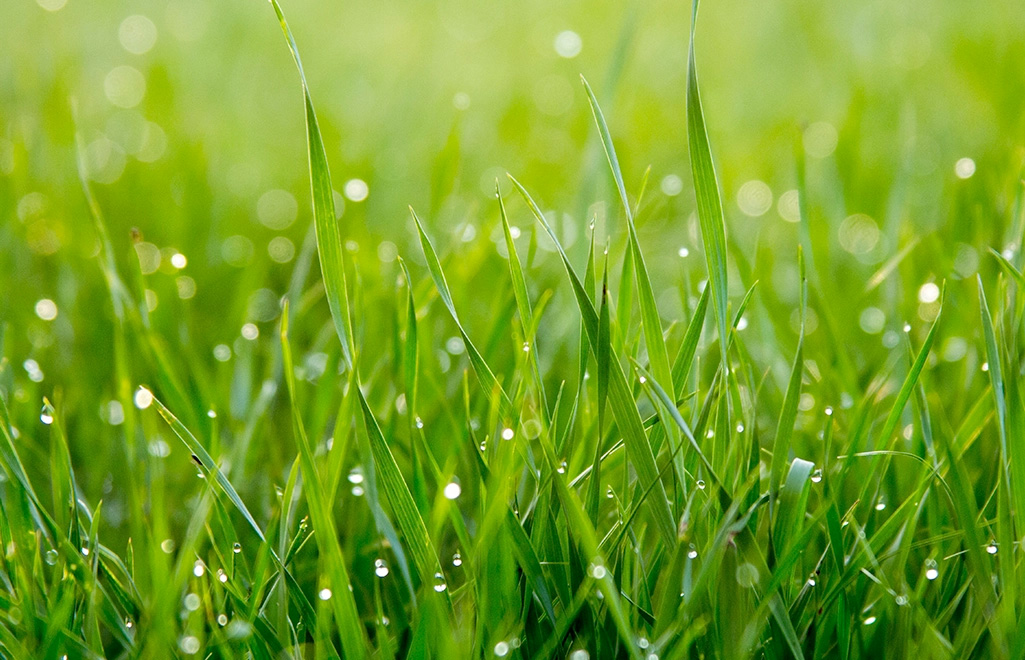 Gras onderhoud voorjaar Gras onderhoud voorjaar