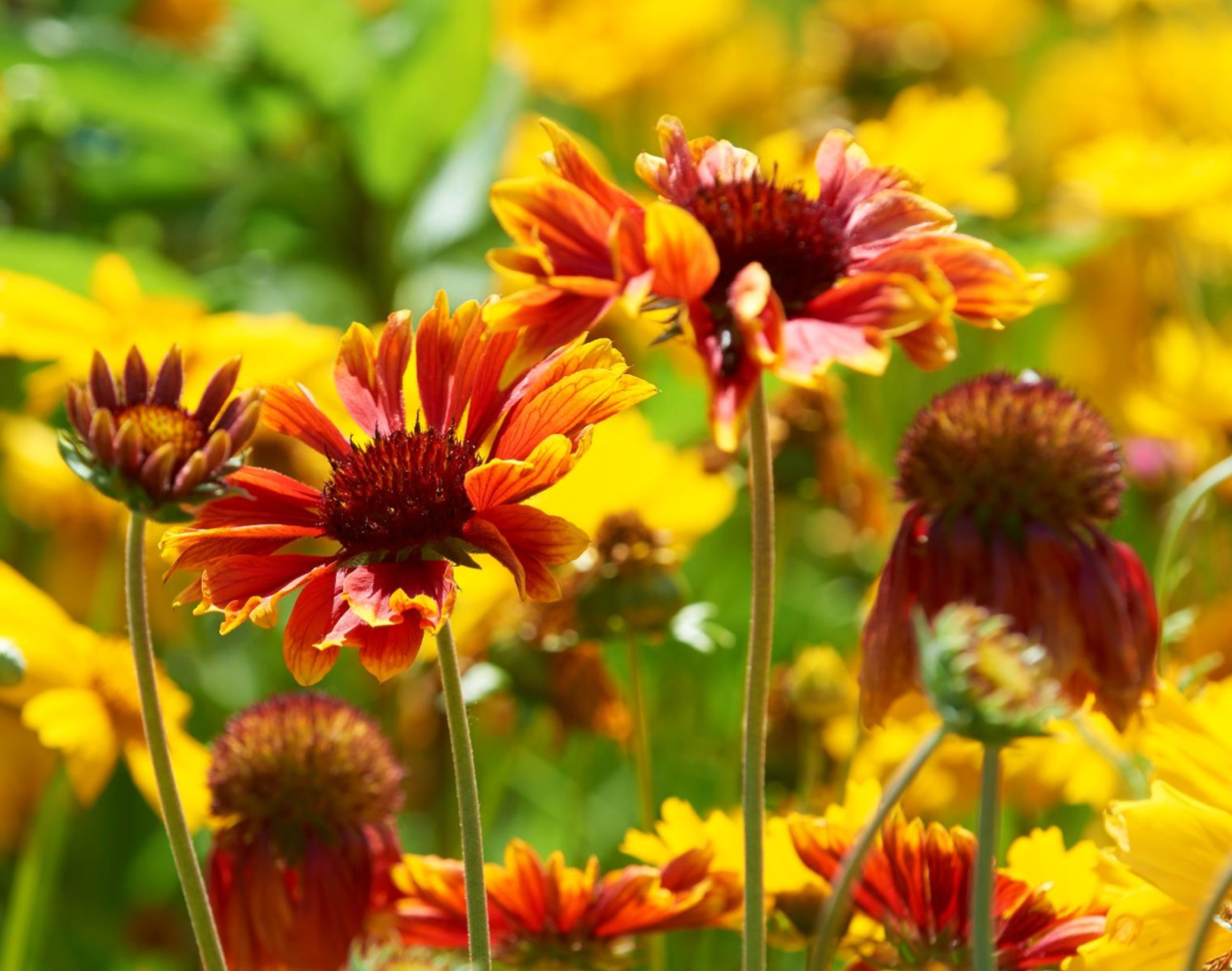 Vaste planten Vaste bloemmatten kopen