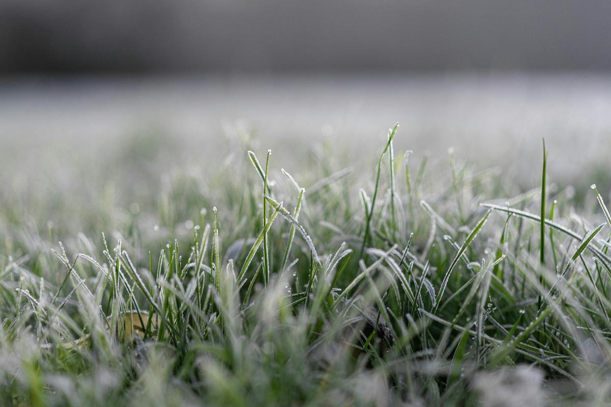 Tips aanleggen gazon Wintertips voor een nieuw gazon