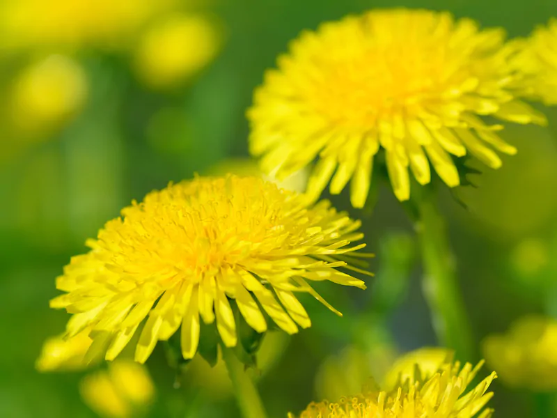 Paardenbloemen verwijderen en zoveel mogelijk voorkomen Paardenbloemen verwijderen en zoveel mogelijk voorkomen