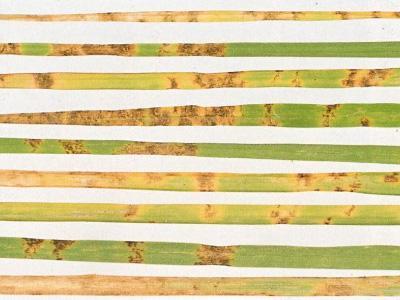 Bladvlekkenziekte Bladvlekkenziekte