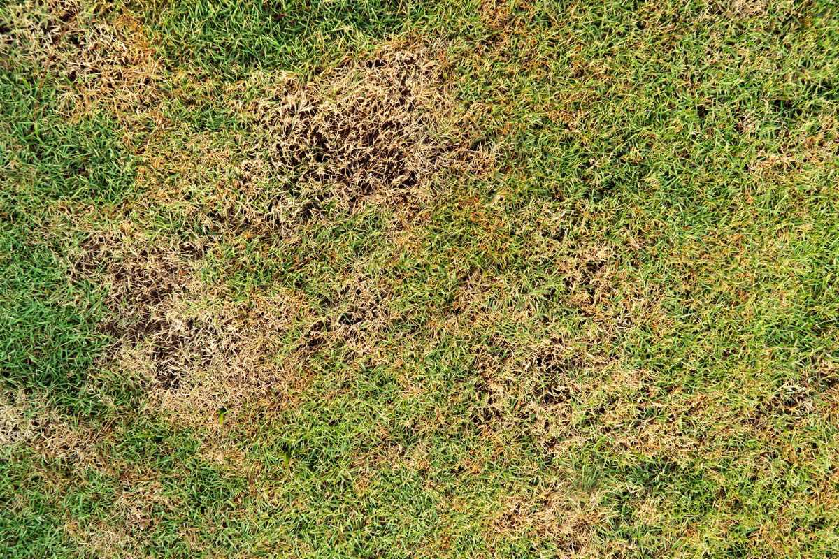 Bruine plekken in gras Bruine plekken in gras