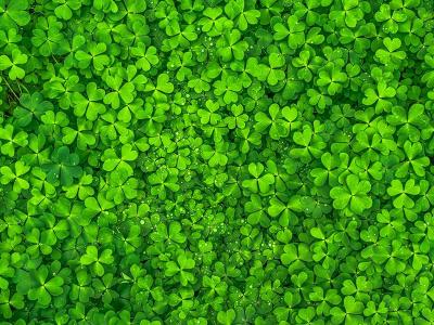 Klaver in gazon | Hendriks Graszoden