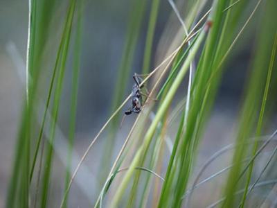 Mieren in gazon | Hendriks Graszoden