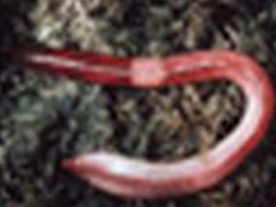 Regenwormen in gazon | Hendriks Graszoden