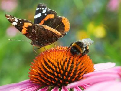 Bloemmatten met vaste planten