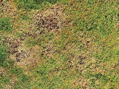 Bruine plekken in gras
