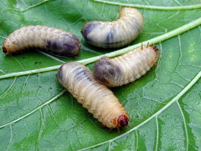 Engerlingen bestrijden met aaltjes | Hendriks Graszoden