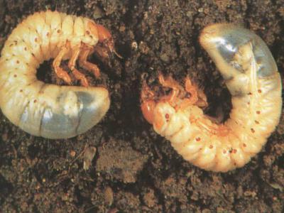 Engerlingen | Hendriks Graszoden