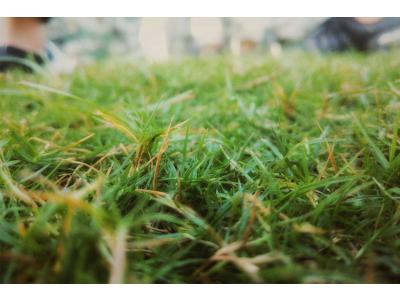 Herstel uw gras na een hittegolf