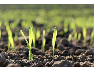 Herstel van gazon door gras bij te zaaien na de zomer