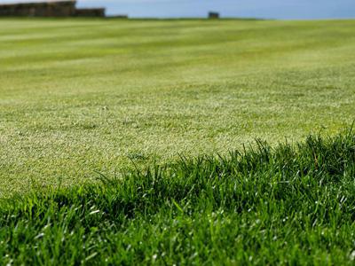 Kunstgras tegenover echt gras