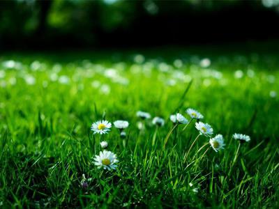 Maai Mei Niet: Uw gazon niet maaien in mei, een goed idee of niet? | Hendriks Graszoden