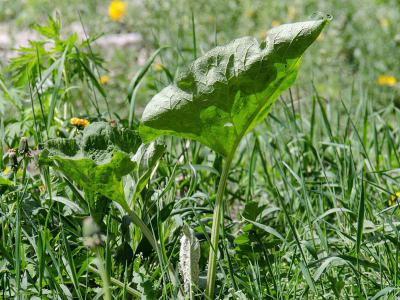 Milieuvriendelijk onkruid verwijderen | Hendriks Graszoden