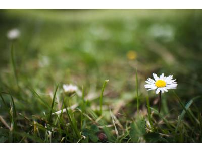 Effectief herkennen en verwijderen van onkruid