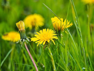 Onkruid in uw gras bestrijden | Hendriks Graszoden