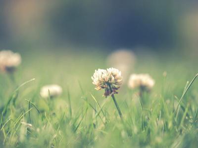 Onkruid in gazon bestrijden | Hendriks Graszoden