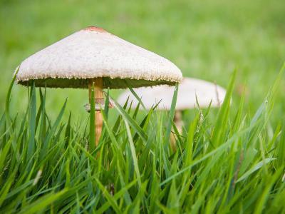 Paddenstoelen in het gras: schadelijk of toch niet? | Hendriks Graszoden