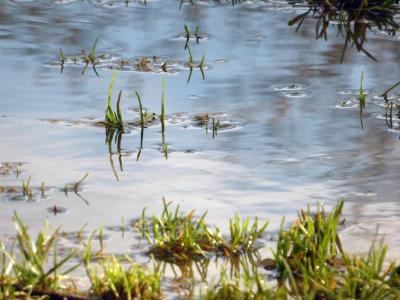 Uw gazon draineren tegen wateroverlast | Hendriks Graszoden