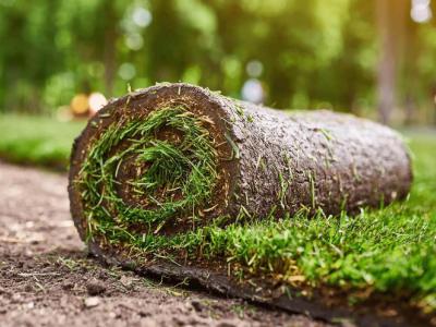 Het verschil tussen graszoden en graszaad