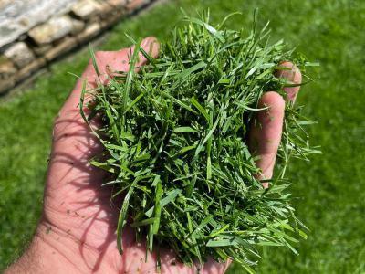 Wat te doen met gemaaid gras?