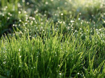 Waterbesparingstips voor het sproeien van uw gras
