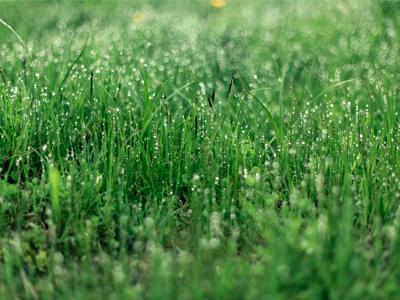 Wat te doen bij wateroverlast in uw tuin | Hendriks Graszoden