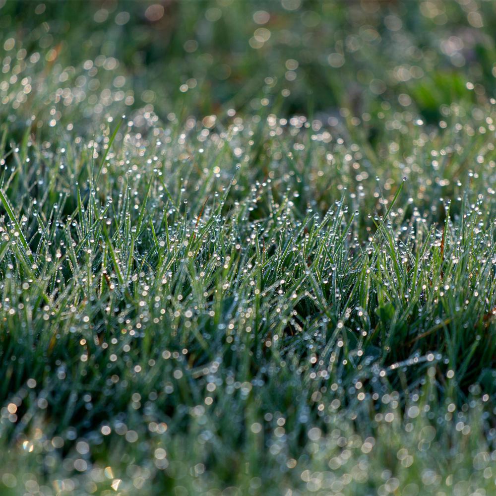 Graszoden leggen in het najaar Dauw op het gras in de vroege ochtend