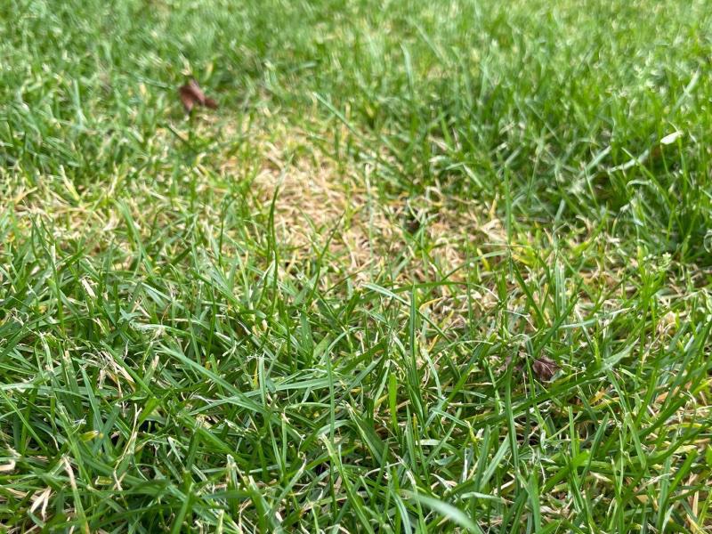 7 veelvoorkomende redenen voor gele plekken in het gazon