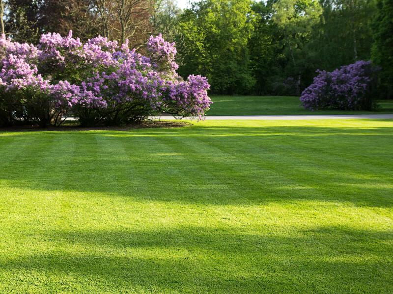 Schaduwgras Hendriks schaduwgras