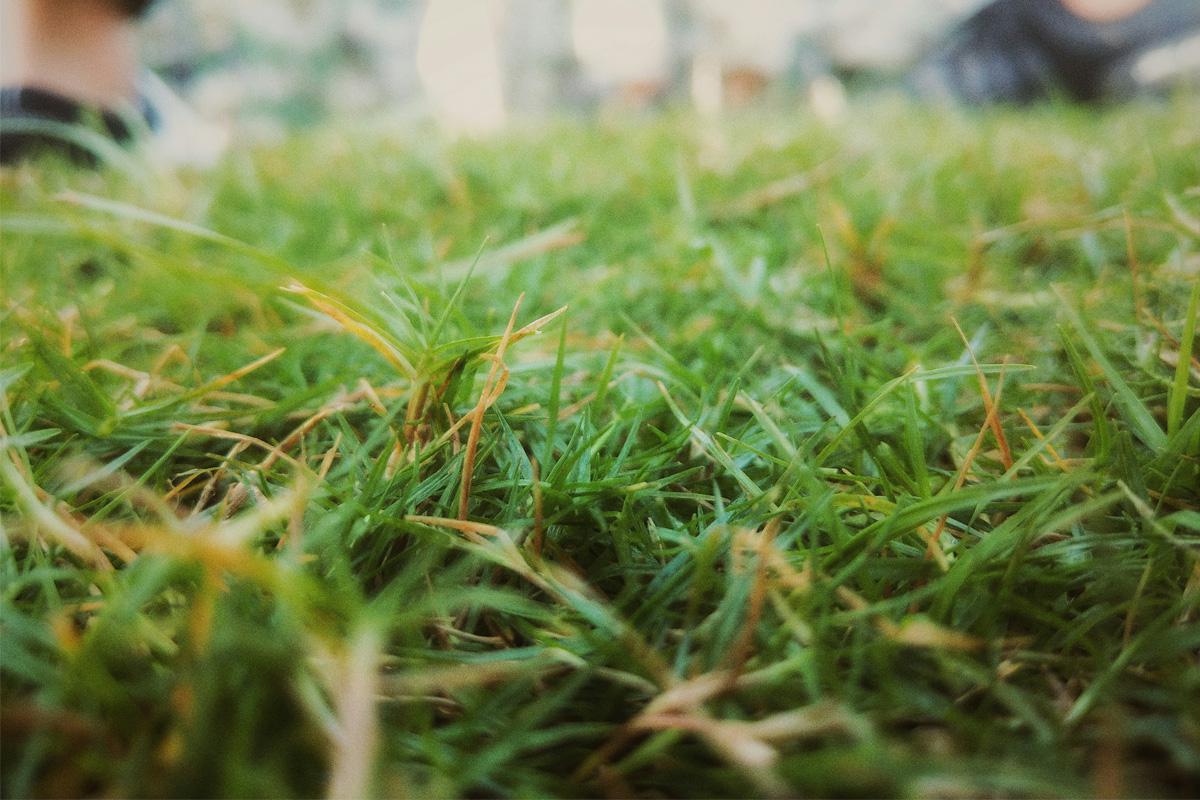 Gras herstel na hittegolf Beste tijdstip om uw gras te maaien