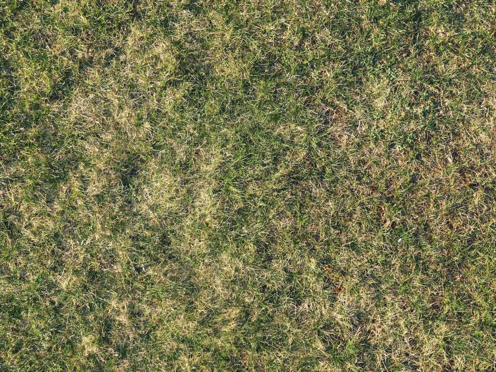 Gras vervangen of herstellen na droogte Gras vervangen of herstellen na droogte