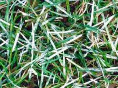 Wat is meeldauw en hoe te bestrijden? Wat is meeldauw en hoe te bestrijden?