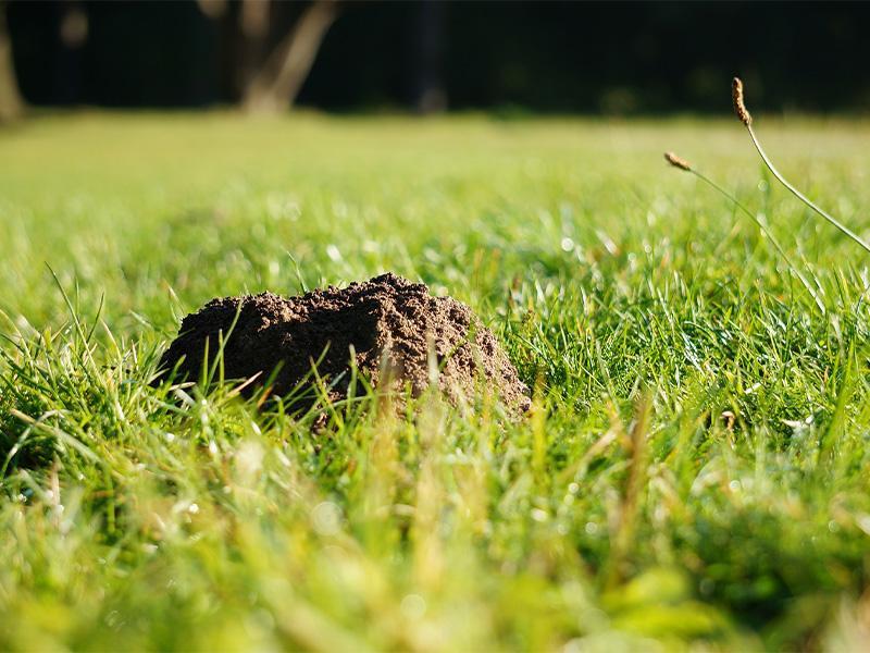 Molshopen in het gras herstellen   Molshopen in het gras herstellen