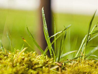 Mos in gras Mos in gras