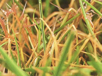 Rooddraad in gazon Rooddraad in gazon