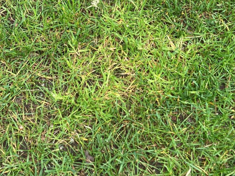 Straatgras (Poa Annua) wel of niet bestrijden Straatgras (Poa Annua) wel of niet bestrijden