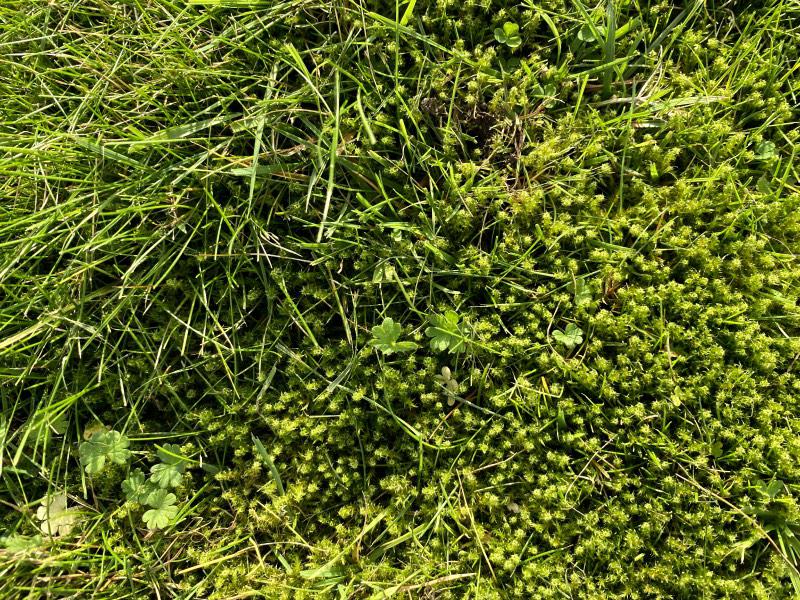 Waarom kalk strooien belangrijk is Waarom kalk strooien belangrijk is