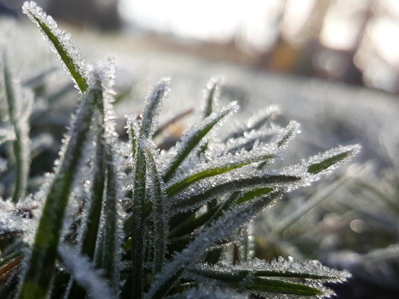 Wat gebeurt er met gras in de winter? Wat gebeurt er met gras in de winter?