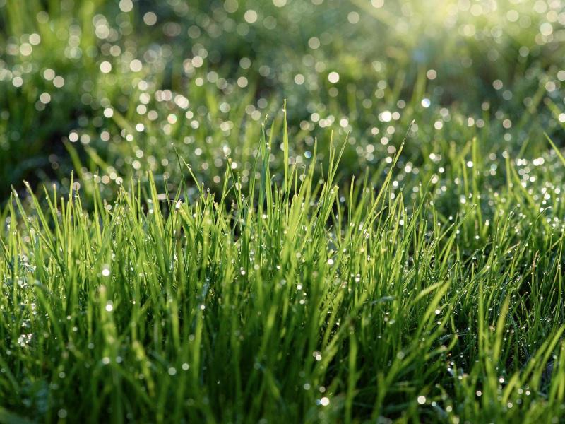 Die 7 häufigsten Gründe für gelbe Flecken im Rasen  Tipps zum Wasser sparen beim Bewässern Ihres Rasens