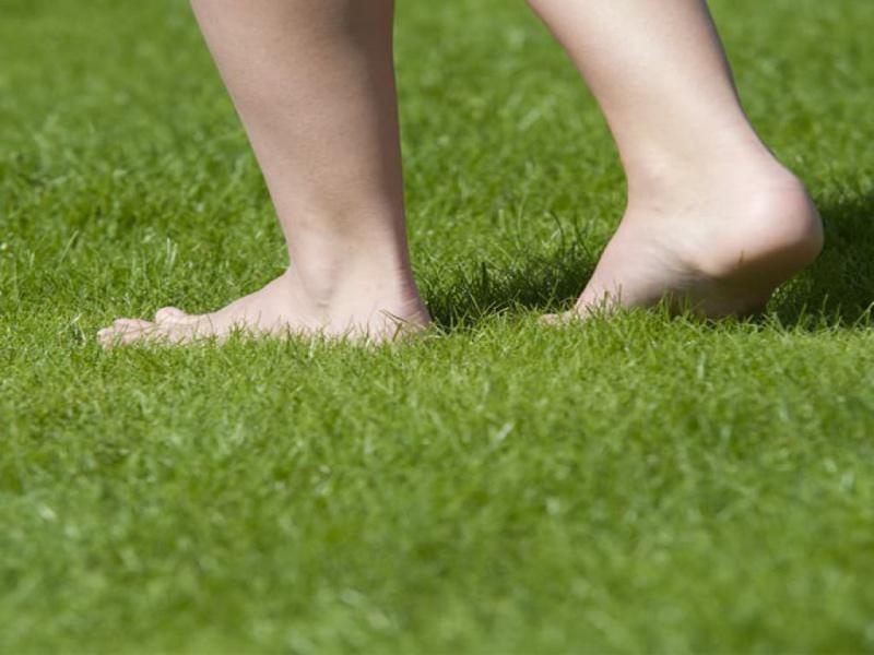 Welke grassoort moet ik bestellen? Welke grassoort moet ik bestellen?