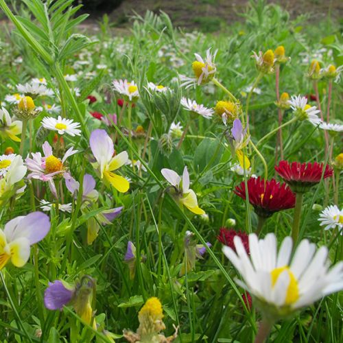 Bloemmat Pollinator Verge (per m2) 1