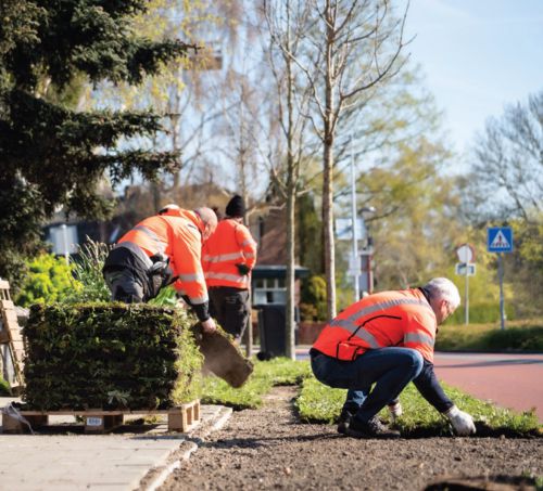 Bloemmat Pollinator Verge (per m2) 3