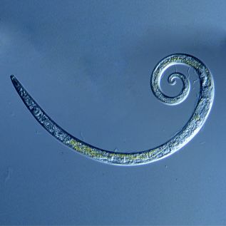 Aaltjes tegen emelten | Hendriks graszoden