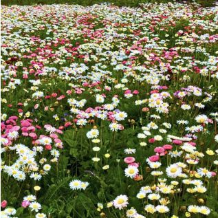 Bloemmat Pollinator Verge (per m2)