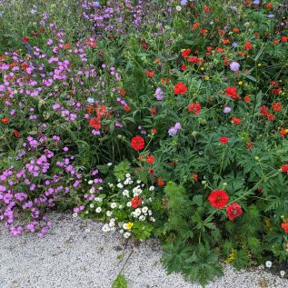 Bloemmat Woodland Fringe (per m2)