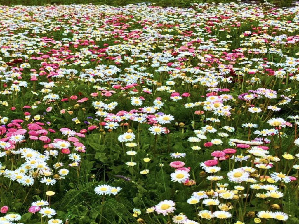 Bloemmat Pollinator Verge (per m2)