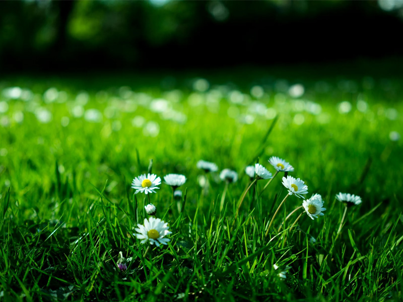 Maai Mei Niet: Uw gazon niet maaien in mei, een goed idee of niet? | Hendriks Graszoden Maai Mei Niet: Uw gazon niet maaien in mei, een goed idee of niet? | Hendriks Graszoden