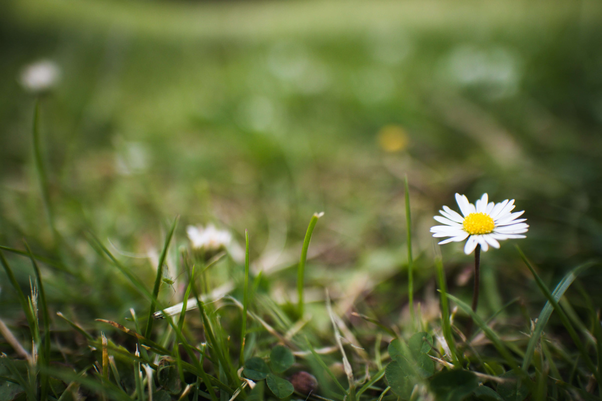 Onkruid herkennen in het gazon en effectief verwijderen | Hendriks Graszoden Effectief herkennen en verwijderen van onkruid | Hendriks Graszoden