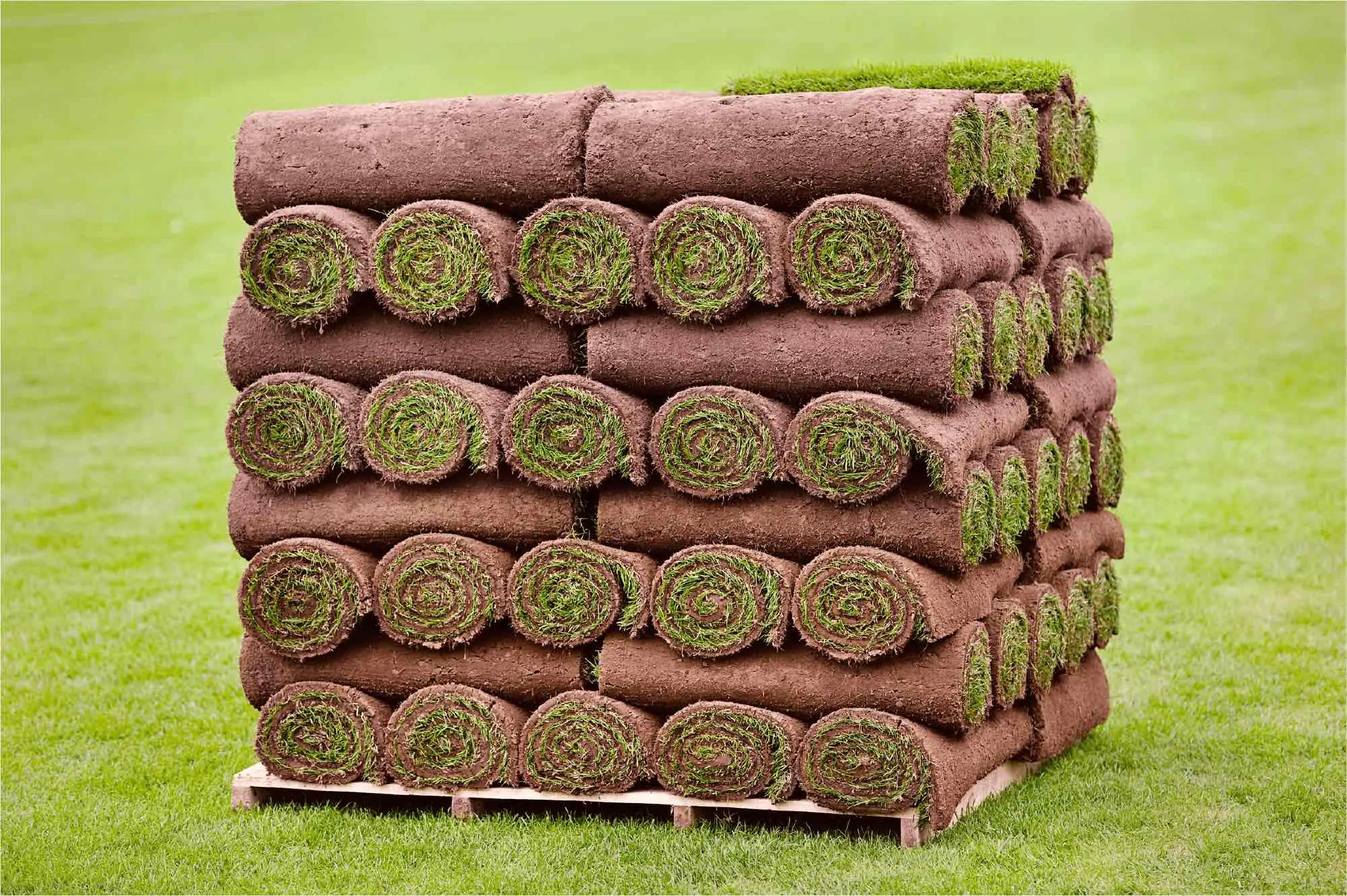 Kies het beste graszaad voor speelgras Sterk graszaad voor een speelgazon